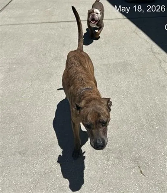 An adult medium-sized male Boxer dog named Tex for adoption in Ocala, FL