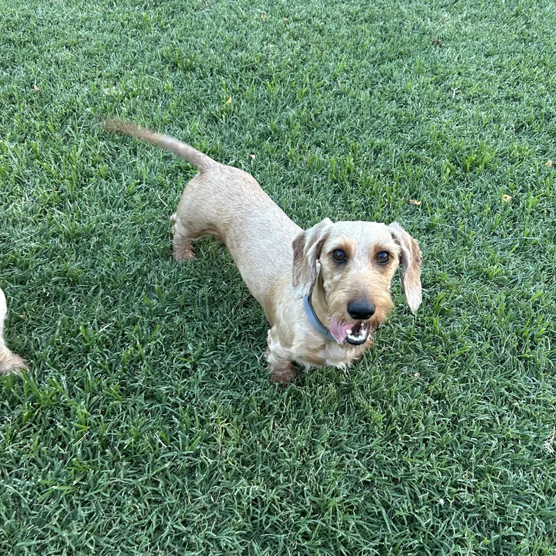 An adult small-sized male Apricot / Beige Wirehaired Dachshund dog named Levi for adoption in Chickasha, OK