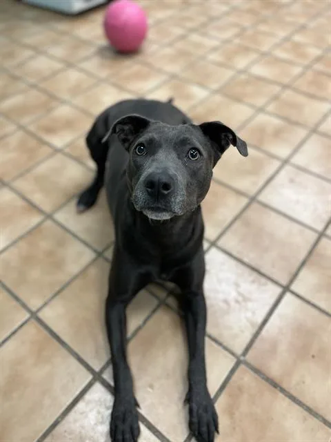 A young large-sized female Pit Bull Terrier dog named Lovely for adoption in Indianapolis, IN