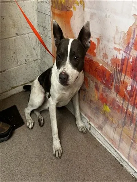 A young medium-sized male Pit Bull Terrier dog named Miraz for adoption in San Bernardino, CA