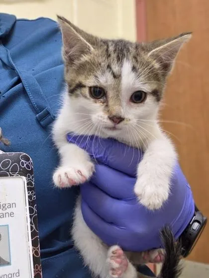 A baby small-sized female Domestic Short Hair cat named Lilia for adoption in Westland, MI