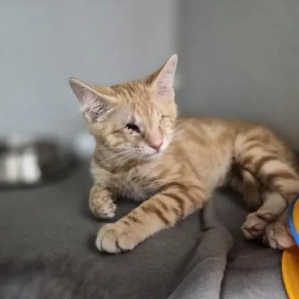 A baby small-sized male Domestic Short Hair cat named Eye Eye for adoption in Sacramento, CA