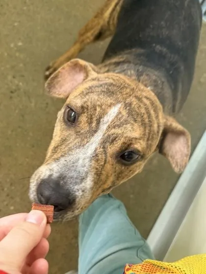 An adult medium-sized female Mixed Breed dog named Wendy for adoption in Cincinnati, OH