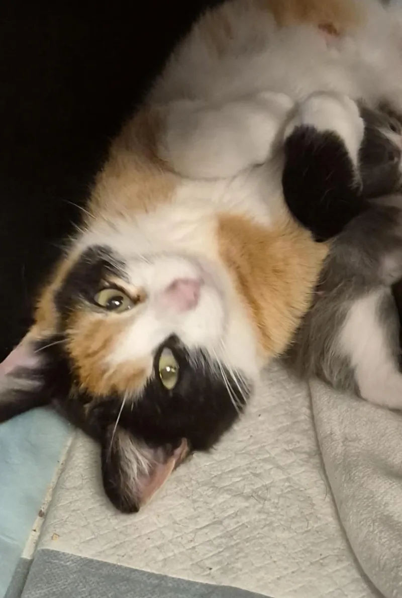 An adult medium-sized female Domestic Medium Hair cat named Wolfie for adoption in Lockport, IL