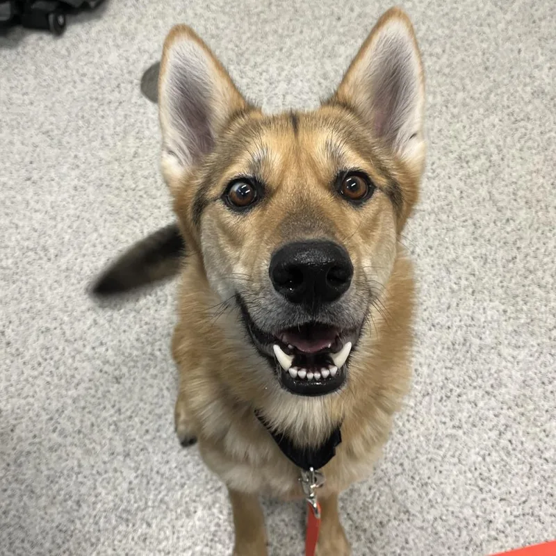 An adult medium-sized male Brown / Chocolate German Shepherd Dog dog named Mercury for adoption in Oak Park, IL