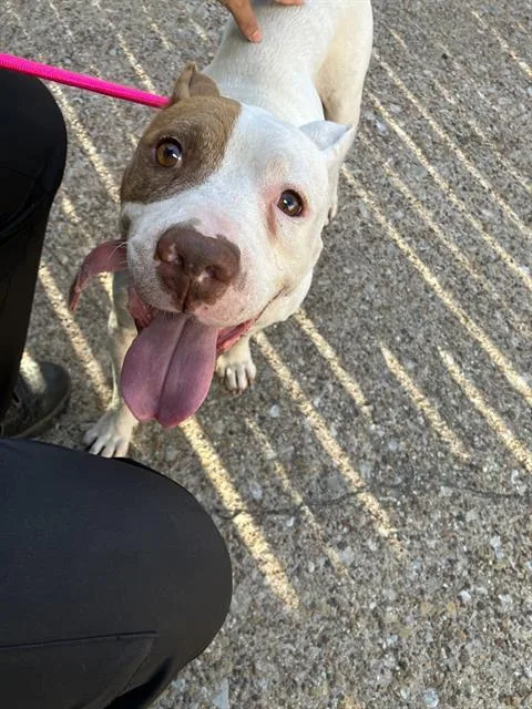 An adult large-sized male Mixed Breed dog named Corndog for adoption in Dallas, TX
