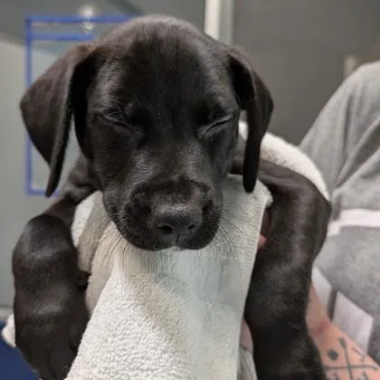 A baby small-sized male Mixed Breed dog named Nemo for adoption in Voorhees, NJ