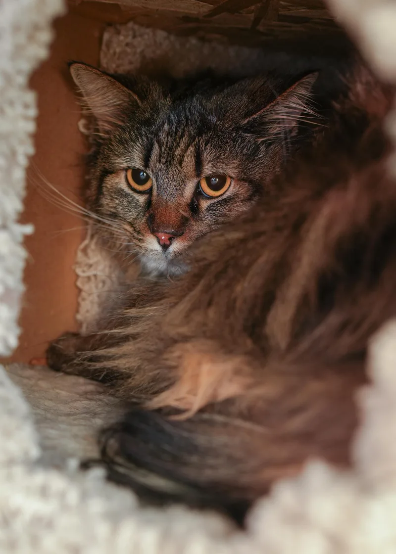 An adult medium-sized female Tabby (Brown / Chocolate) Domestic Long Hair cat named Bobby Joe for adoption in Boise, ID