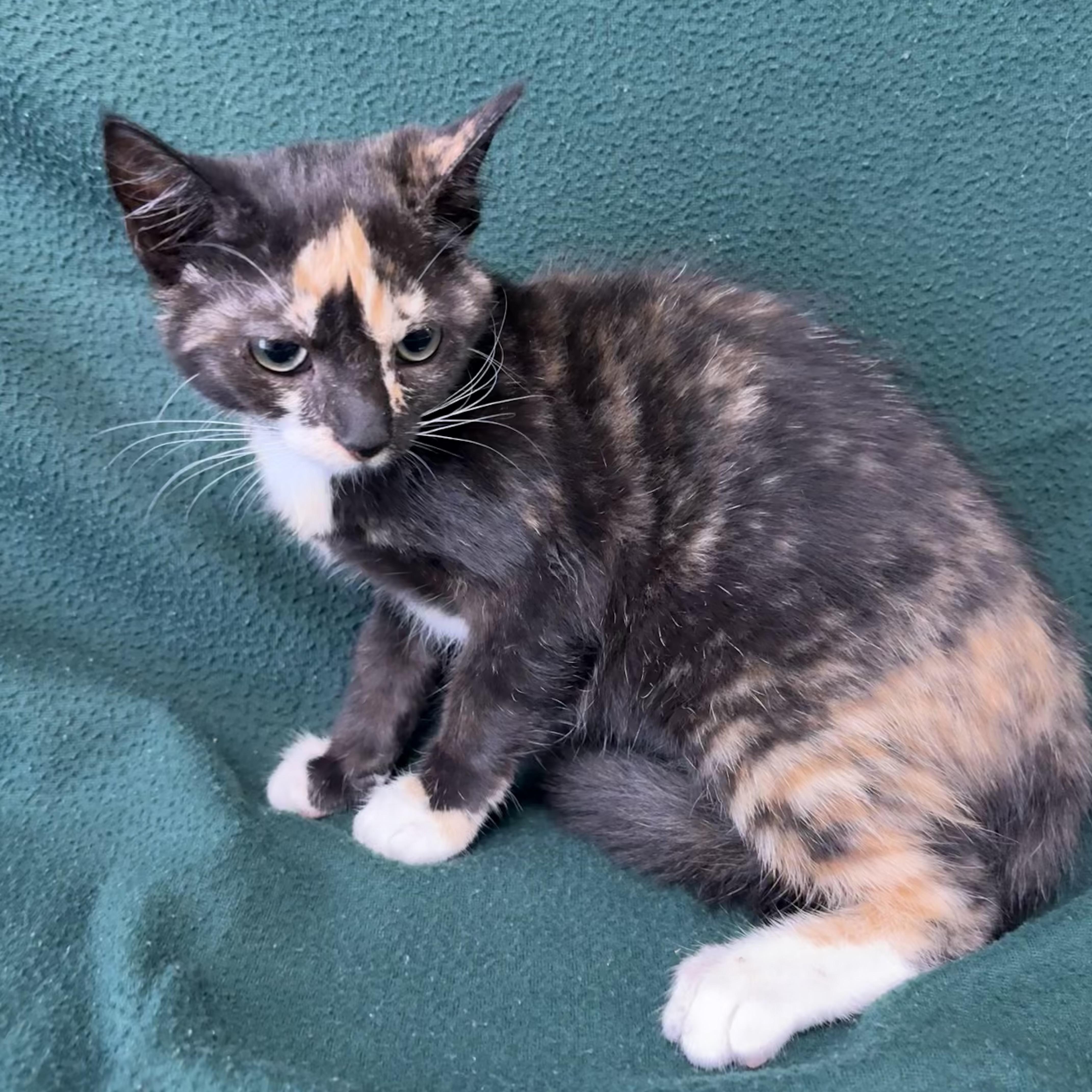 A baby medium-sized female Tortoiseshell Domestic Short Hair cat named Lola for adoption in Valdosta, GA