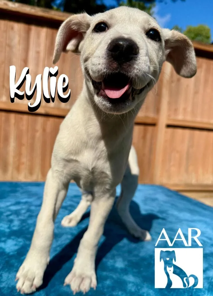 A baby medium-sized female Mixed Breed dog named Kylie for adoption in Magnolia, TX