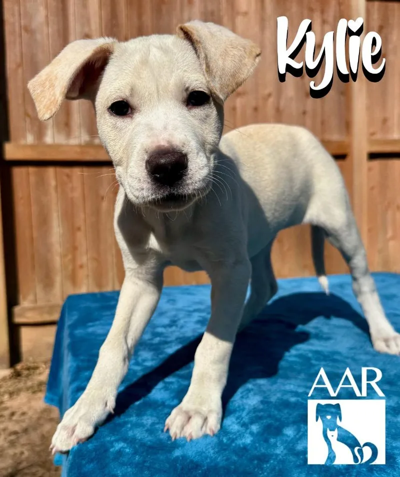 Kylie thumbnail 5