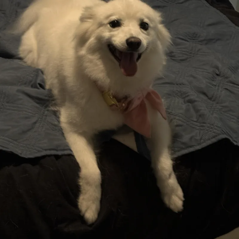 An adult small-sized female American Eskimo Dog dog named Coco for adoption in Mooresville, IN