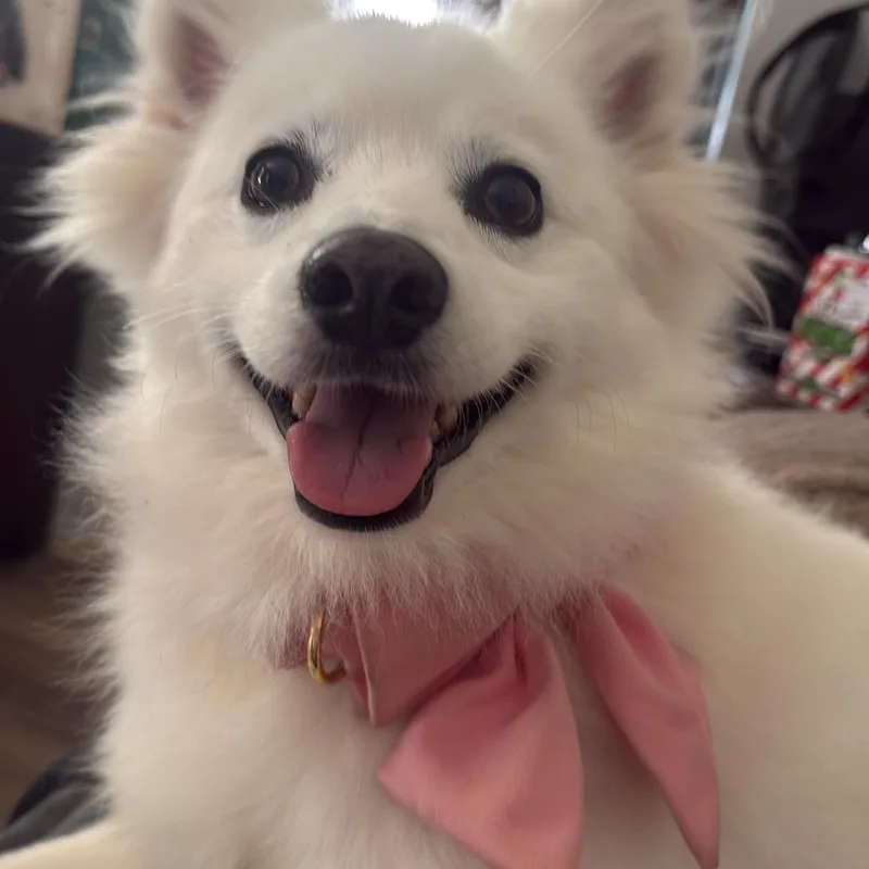 Coco thumbnail 3
