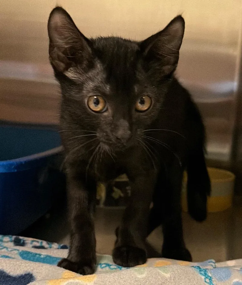 A baby small-sized male Domestic Short Hair cat named Perseus for adoption in Ocala, FL