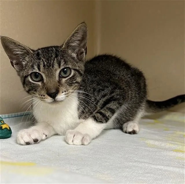 A baby small-sized male Domestic Short Hair cat named Chester for adoption in Lincolnton, NC
