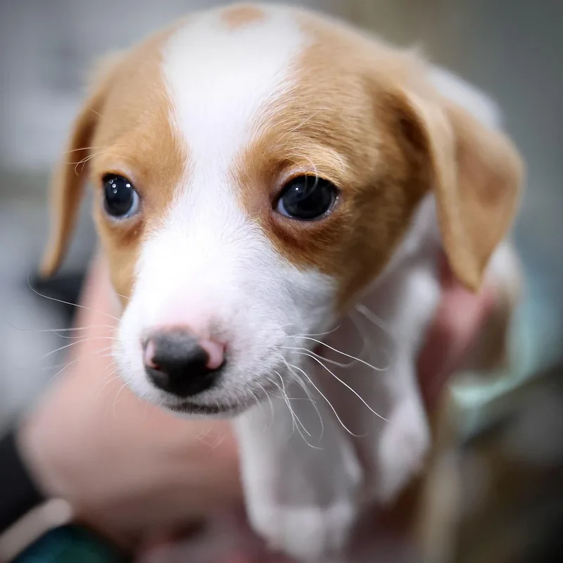 A baby small-sized male Chihuahua dog named Novan for adoption in Palatine, IL