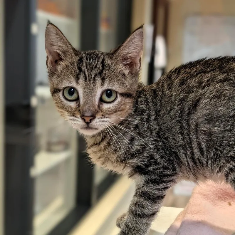 A baby small-sized male Brown / Chocolate Domestic Short Hair cat named Lexus for adoption in Pleasanton, CA