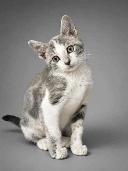 A young small-sized male Domestic Short Hair cat named Mickey for adoption in Bowling Green, KY