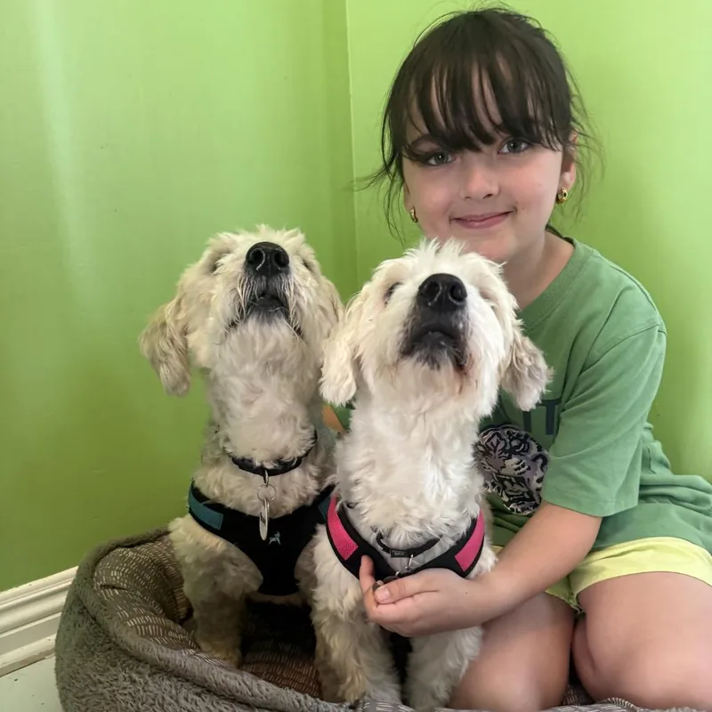 A senior medium-sized male White / Cream Jack Russell Terrier dog named Angel for adoption in Ramona, CA