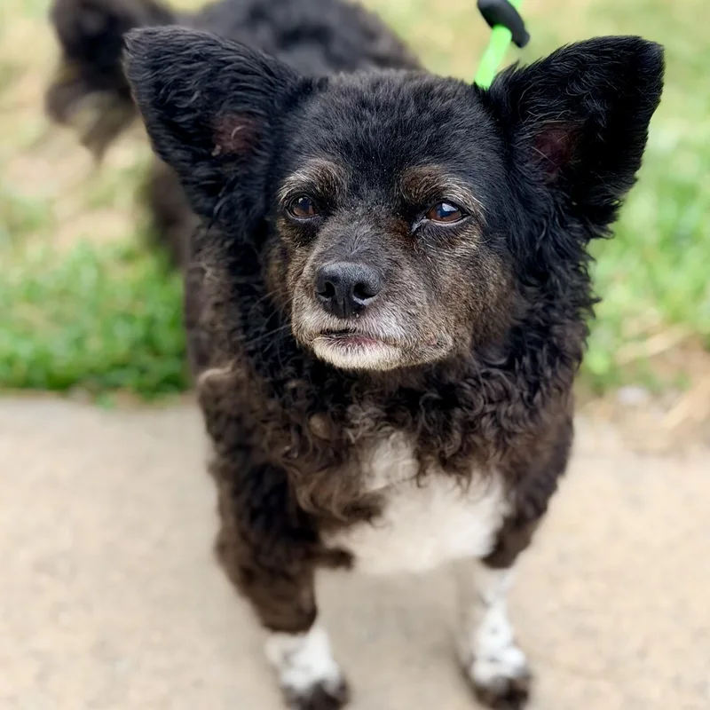A senior small-sized female Black Pomeranian dog named Flanna for adoption in Manahawkin, NJ