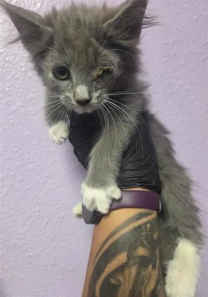 A baby small-sized female Gray / Blue / Silver Domestic Short Hair cat named 61118787 for adoption in El Paso, TX