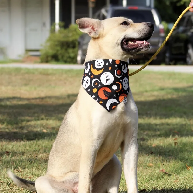 Kirby thumbnail 5
