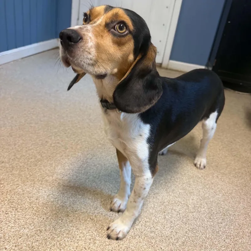 A young medium-sized male Beagle dog named Outlaw for adoption in Sunderland, MD