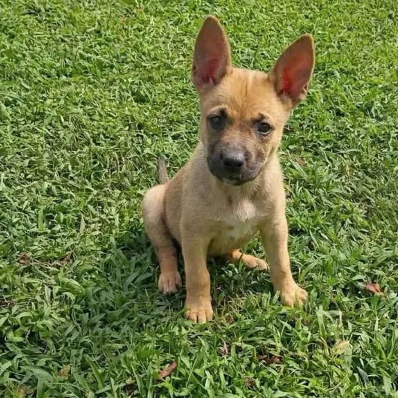 A young large-sized female Golden German Shepherd Dog dog named Matilda for adoption in Salisbury, MD