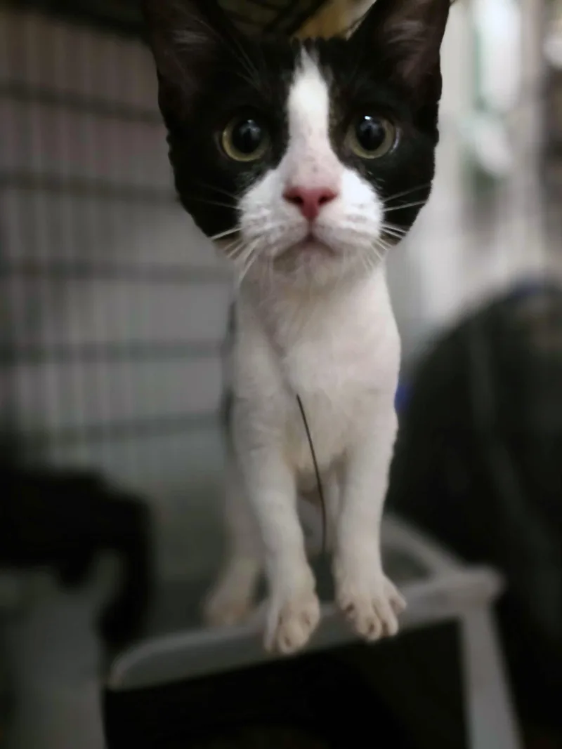 A baby small-sized female Black & White / Tuxedo Domestic Short Hair cat named Dice for adoption in Piscataway, NJ