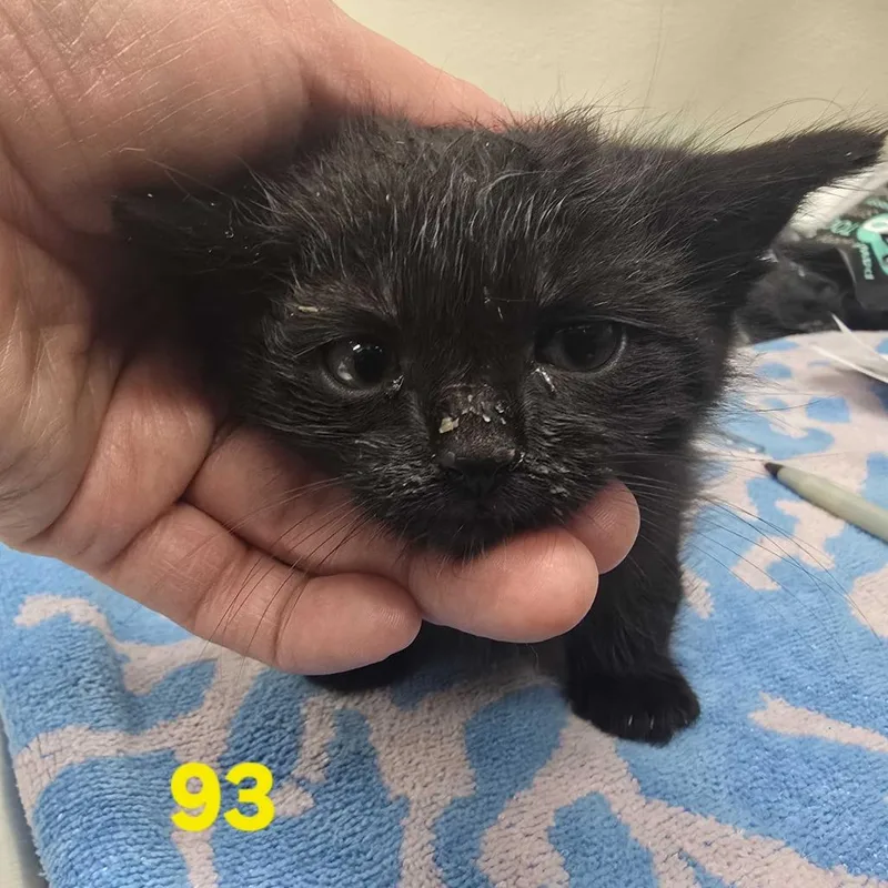 A baby small-sized male Domestic Short Hair cat named Itadori for adoption in Los Angeles, CA