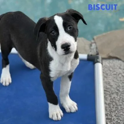 Biscuit