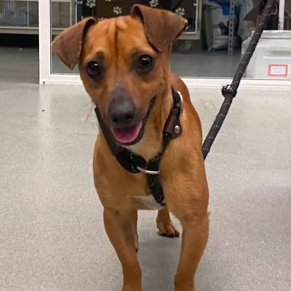 An adult small-sized male Red / Chestnut / Orange Chihuahua dog named Peewee for adoption in Westminster, CA