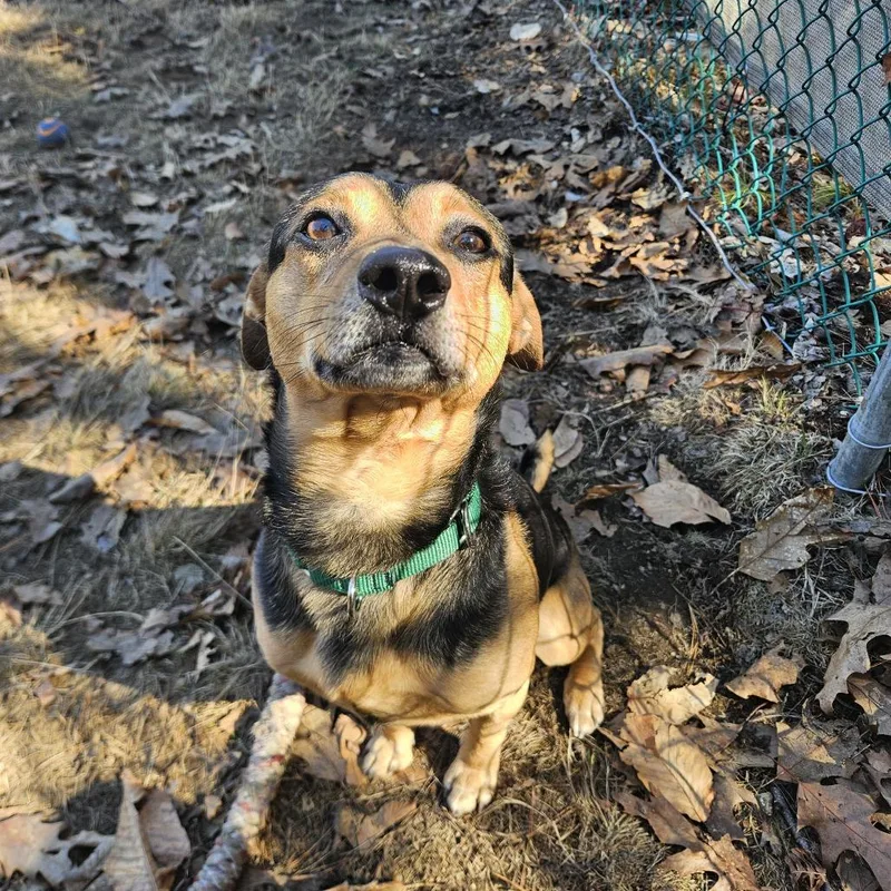 An adult medium-sized male Brown / Chocolate Mixed Breed dog named Brutus for adoption in Conway, NH