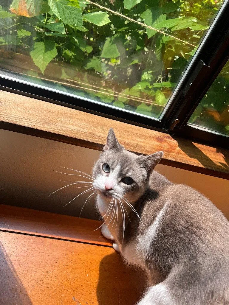 An adult medium-sized female Domestic Short Hair cat named Becky for adoption in Battle Ground, WA