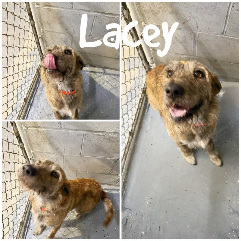 An adult medium-sized female Gray / Blue / Silver Plott Hound dog named Lacey for adoption in Saint James, MO