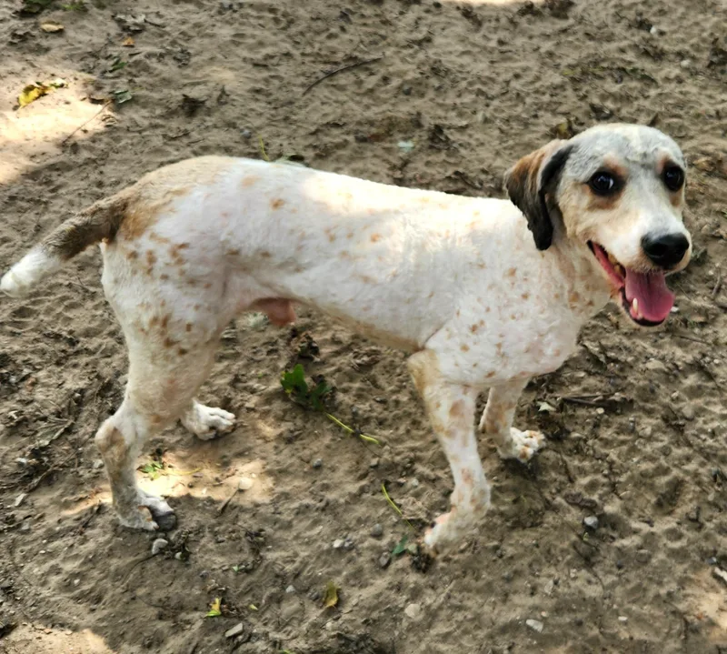 A young medium-sized male Miniature Poodle dog named Charlie for adoption in Liberty Center, OH