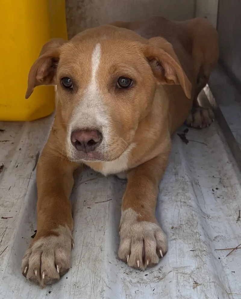 A baby small-sized female Mixed Breed dog named Gladis for adoption in Effingham, SC