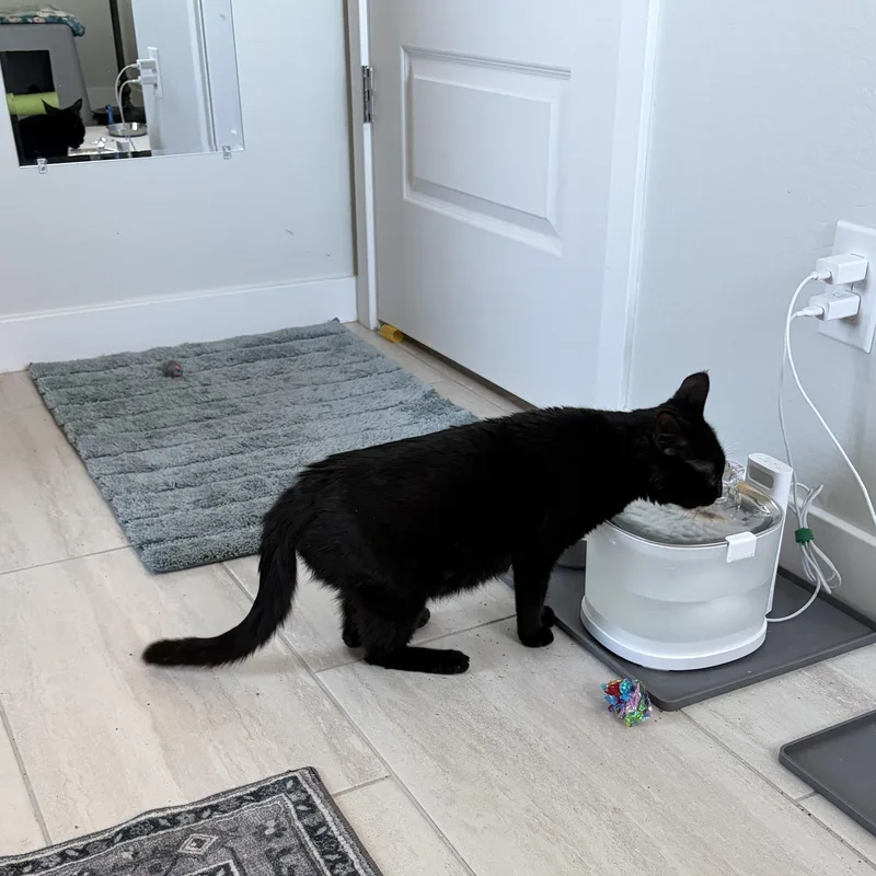 A young medium-sized female Black Domestic Short Hair cat named Lotus for adoption in Queen Creek, AZ