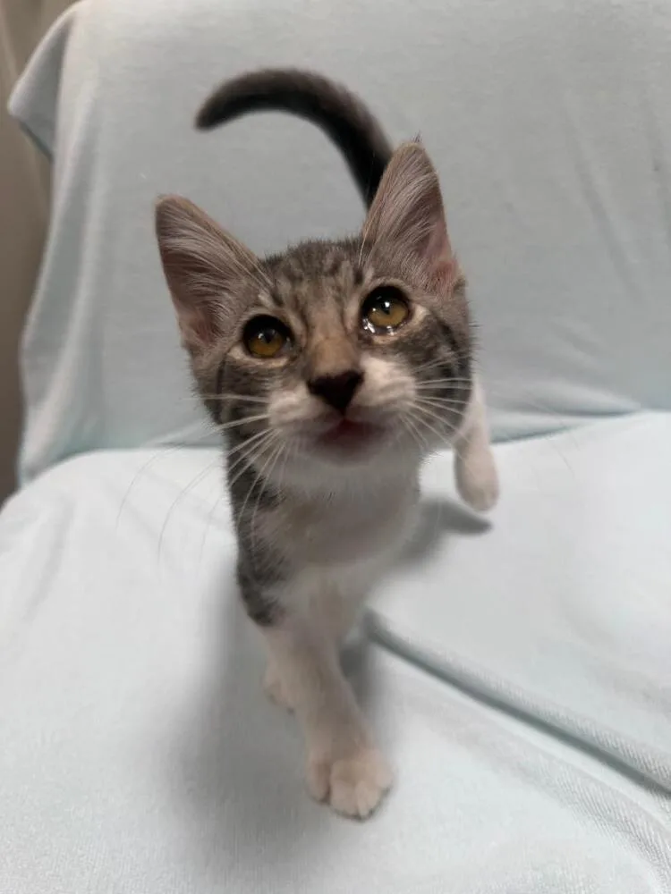 A baby medium-sized male Domestic Short Hair cat named Boots for adoption in Oceanside, CA