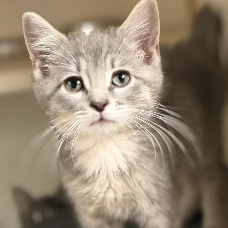 A baby small-sized male Gray / Blue / Silver Domestic Short Hair cat named Pooh for adoption in South Elgin, IL