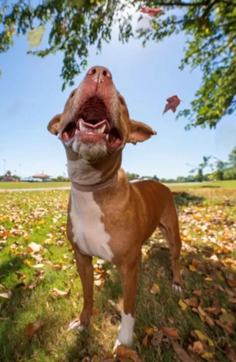 An adult medium-sized female Tricolor (Brown, Black, & White) Pit Bull Terrier dog named Cookie  What A for adoption in Cypress, TX