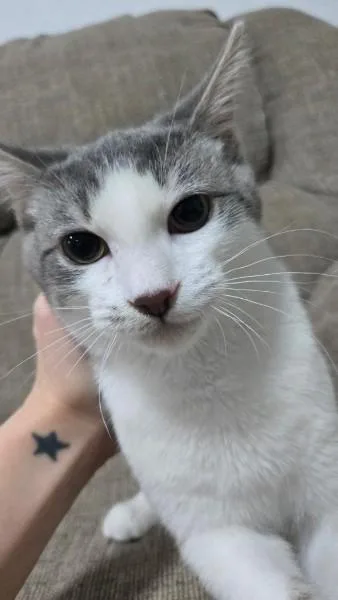 A baby medium-sized male Gray & White Domestic Short Hair cat named Chromeo SPECIAL NEEDS for adoption in Reading, PA