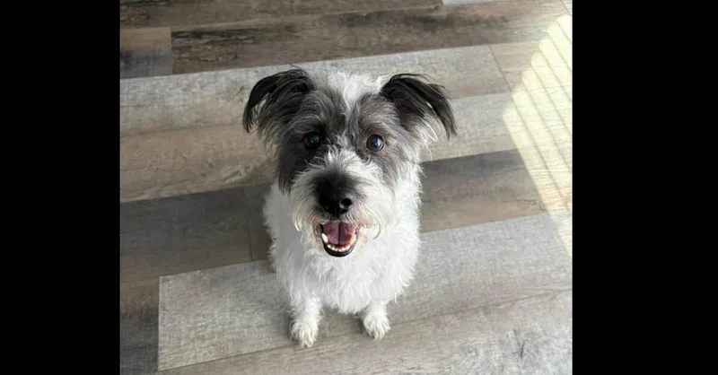 An adult small-sized male Gray / Blue / Silver Wire Fox Terrier dog named Chase for adoption in Youngsville, NC