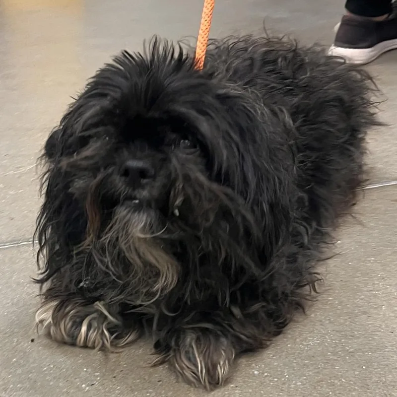 An adult small-sized male Black Mixed Breed dog named YORKStray for adoption in York, PA