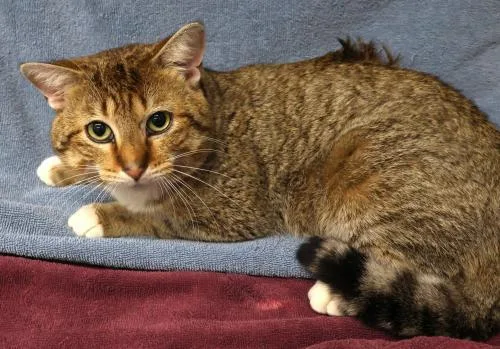 An adult medium-sized male Domestic Short Hair cat named Scribble for adoption in Thief River Falls, MN