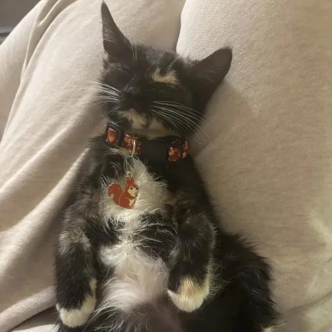 A baby medium-sized female Tortoiseshell Domestic Short Hair cat named Fuji for adoption in Weehawken, NJ