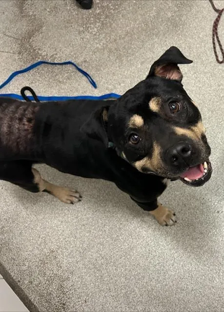 An adult medium-sized male Pit Bull Terrier dog named Perry for adoption in Alameda, CA