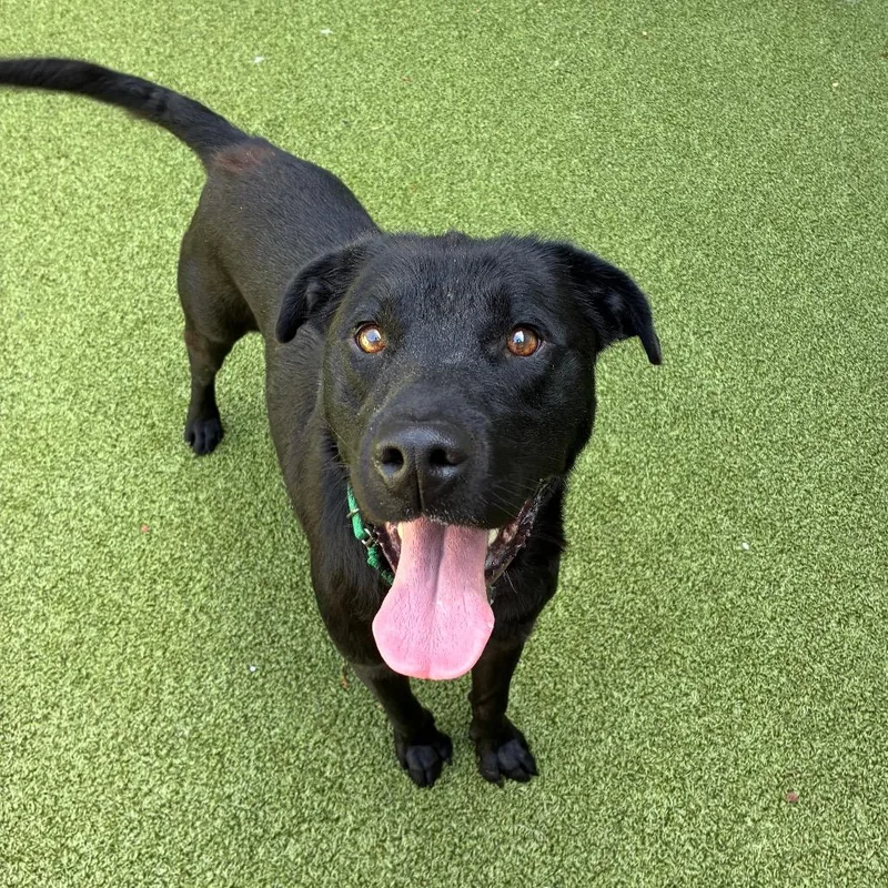 An adult large-sized male Black Labrador Retriever dog named Magnet for adoption in Greensboro, NC