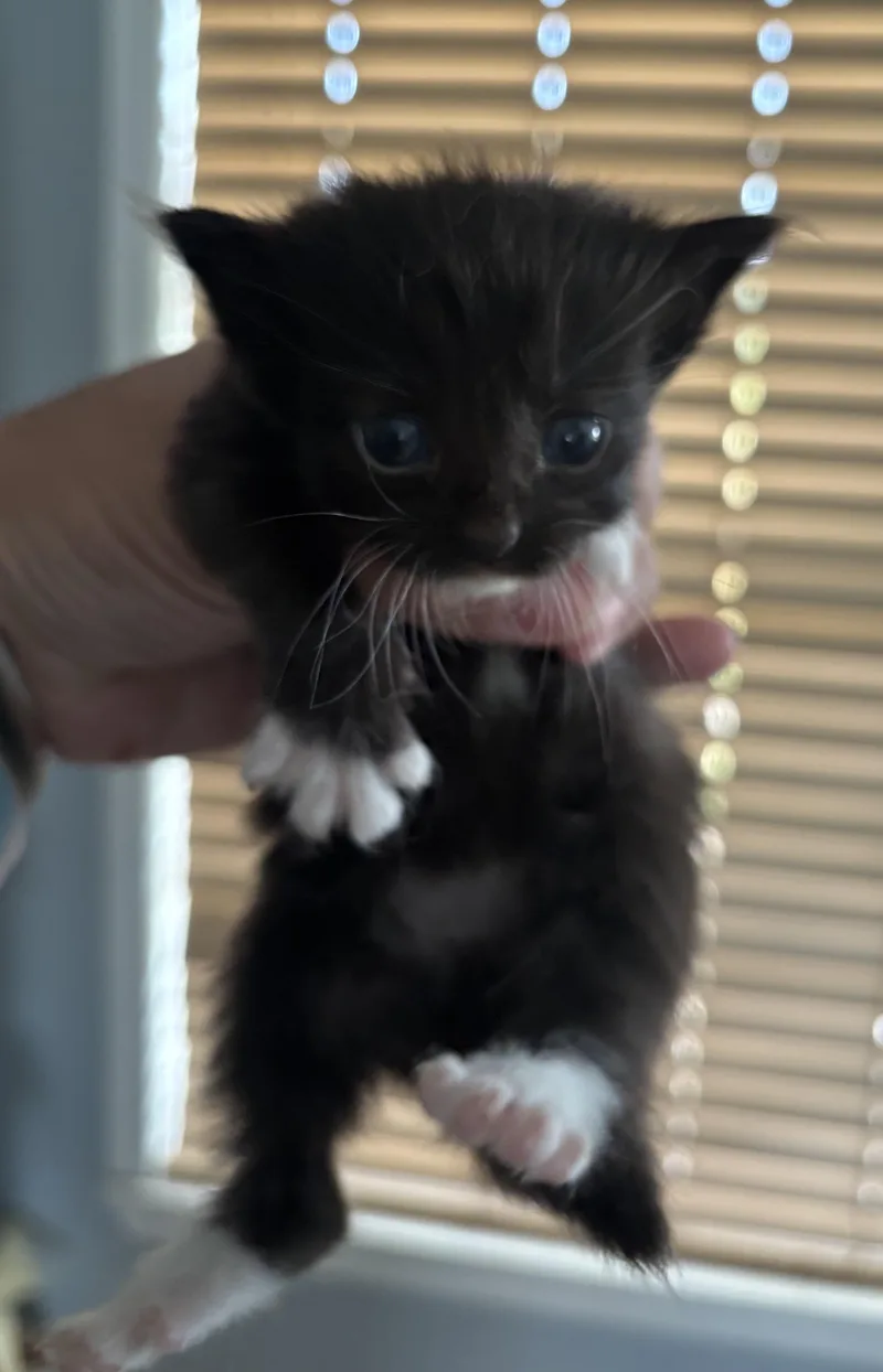 A baby medium-sized female Domestic Short Hair cat named Belle for adoption in GREENVILLE, NC