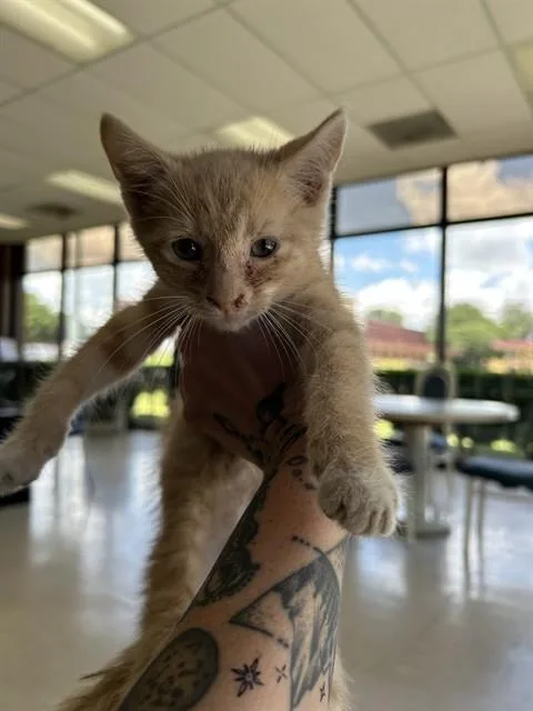 A baby small-sized male Domestic Short Hair cat named A for adoption in Oklahoma City, OK